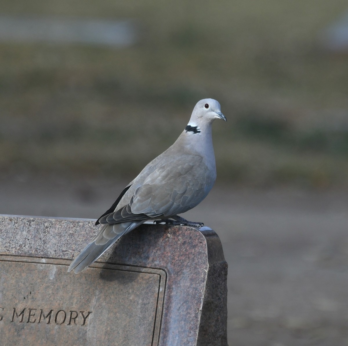 Eurasian Collared-Dove - Matthew Schaut