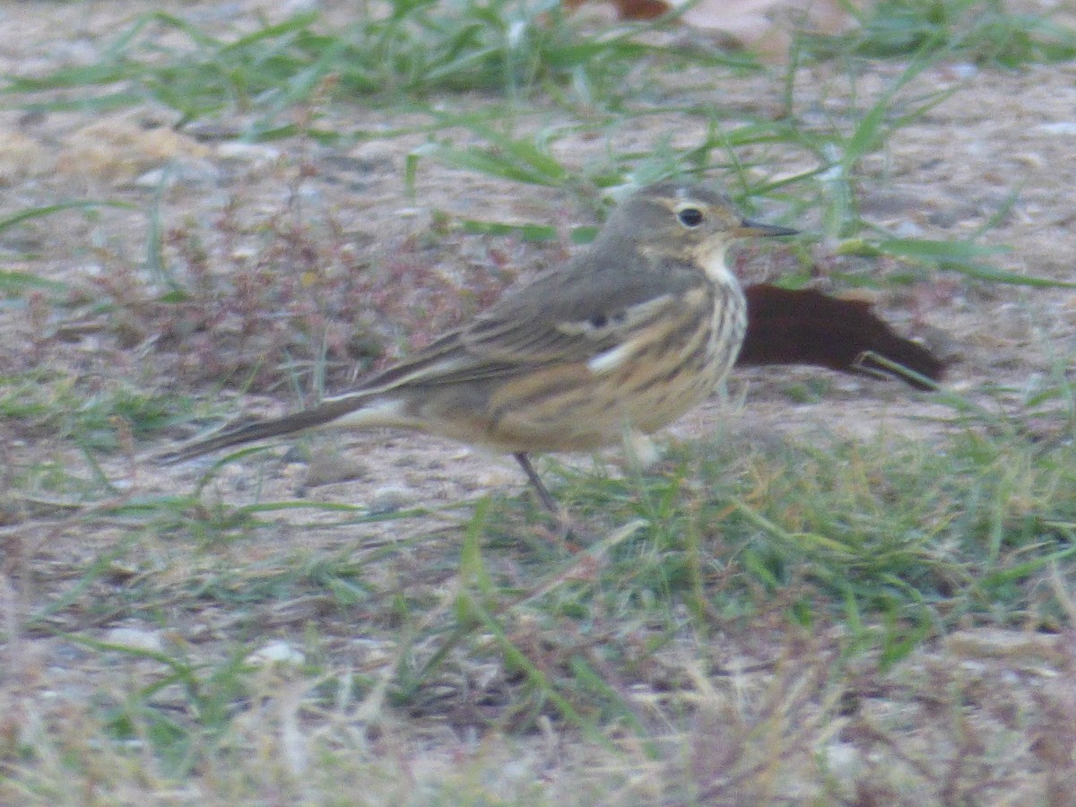 American Pipit - Hank George