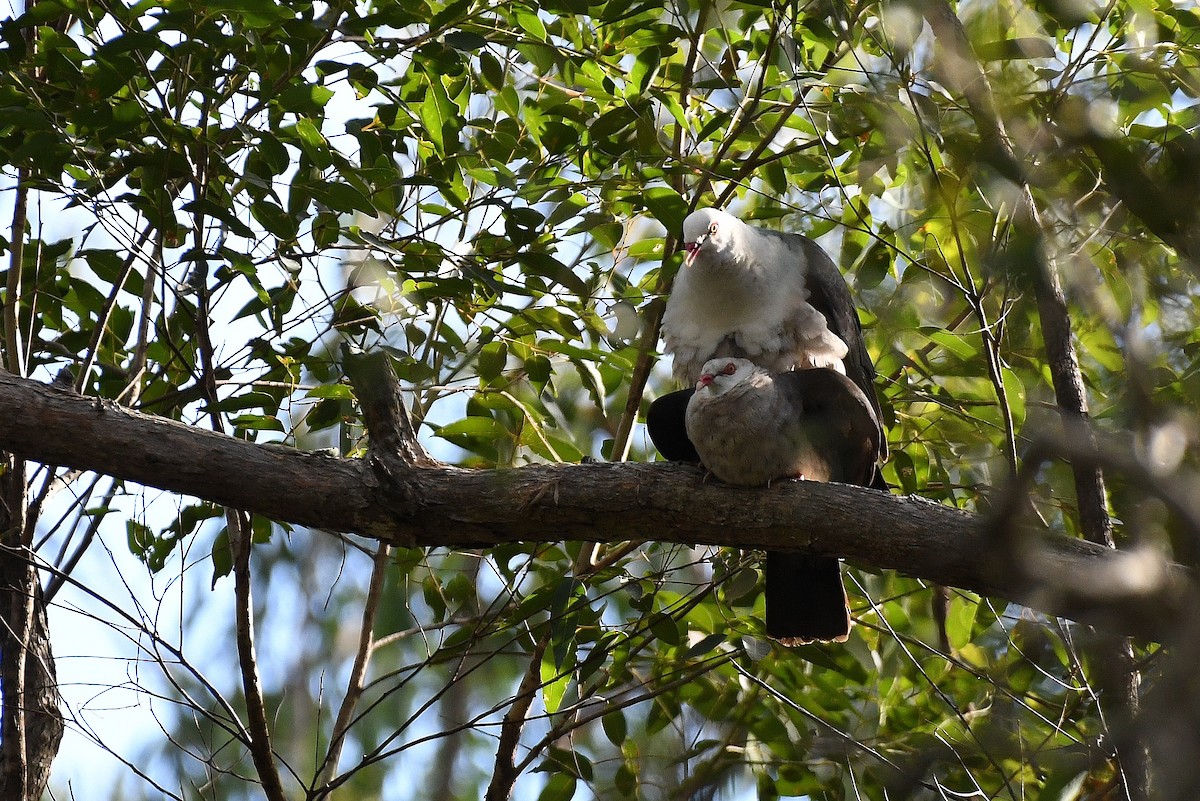 Pigeon leucomèle - ML61441991