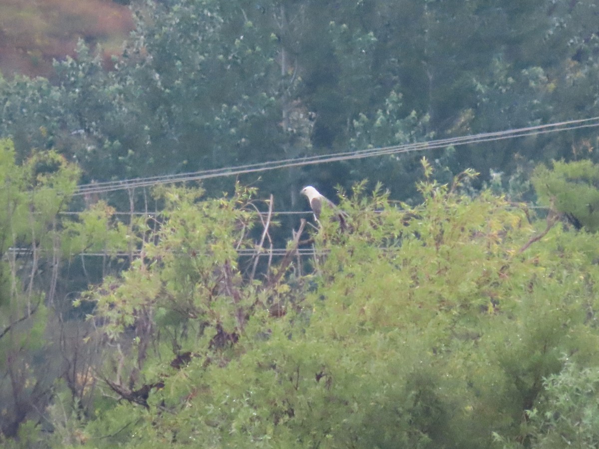 White-bellied Sea-Eagle - ML614419913