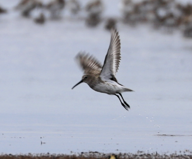 Dunlin - Freddy Camara