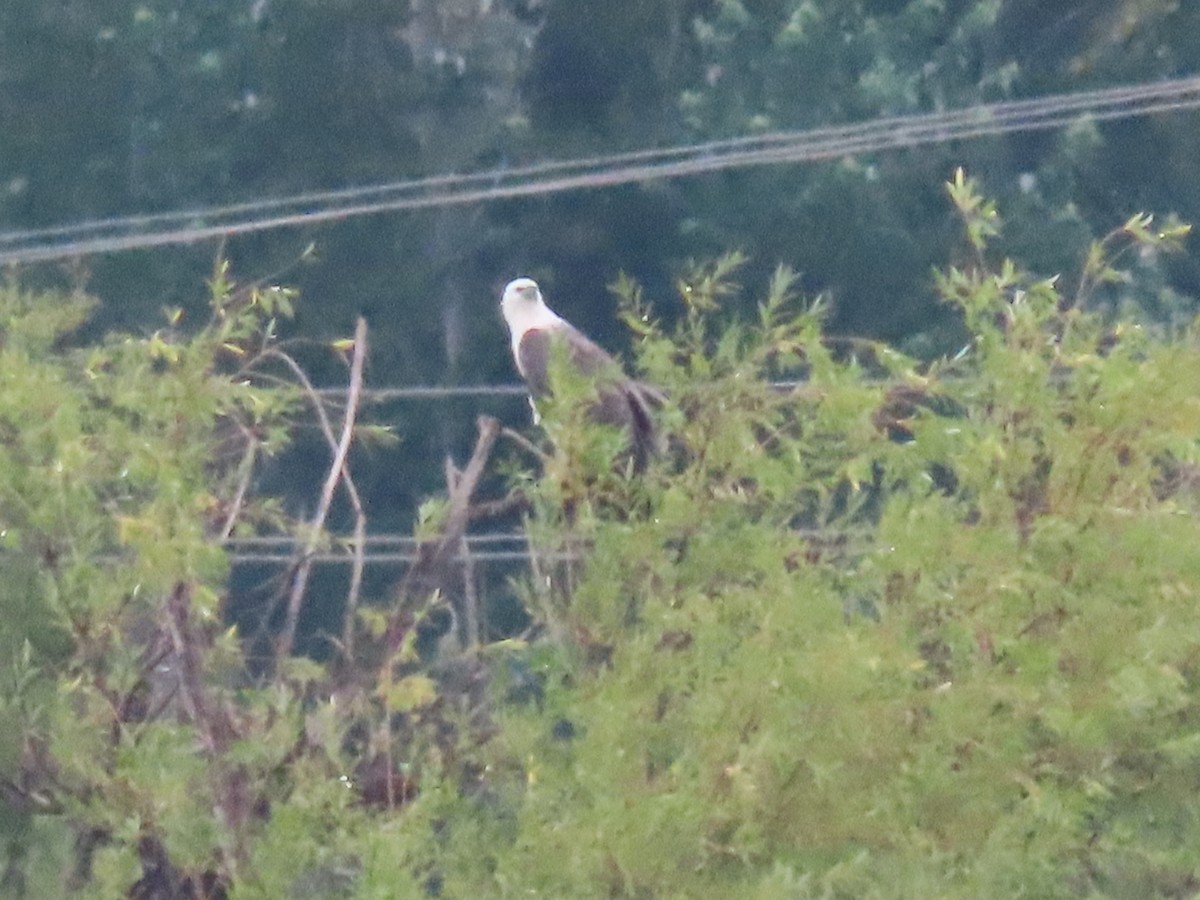 White-bellied Sea-Eagle - ML614419929