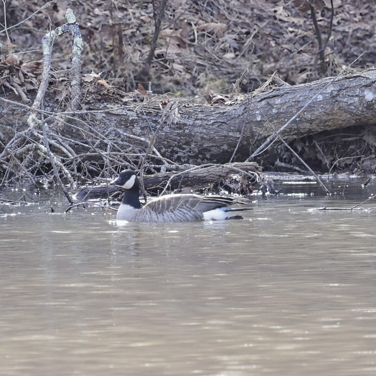 Cackling Goose - ML614419943