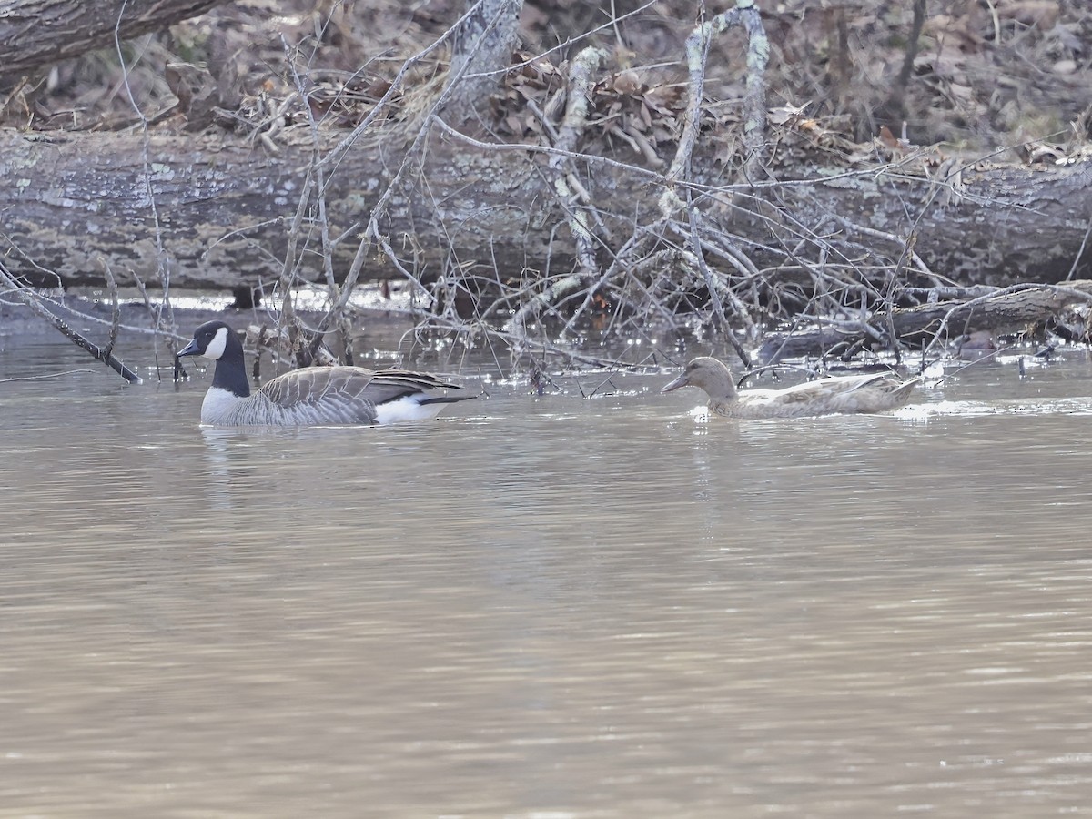 Cackling Goose - ML614419944