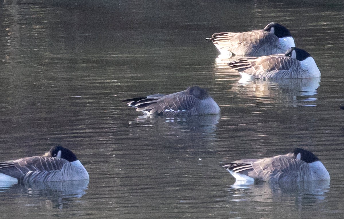 Greater White-fronted Goose - ML614420001