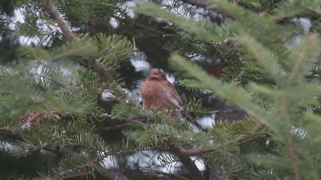 grånakkefjellfink (tephrocotis gr.) - ML614420006