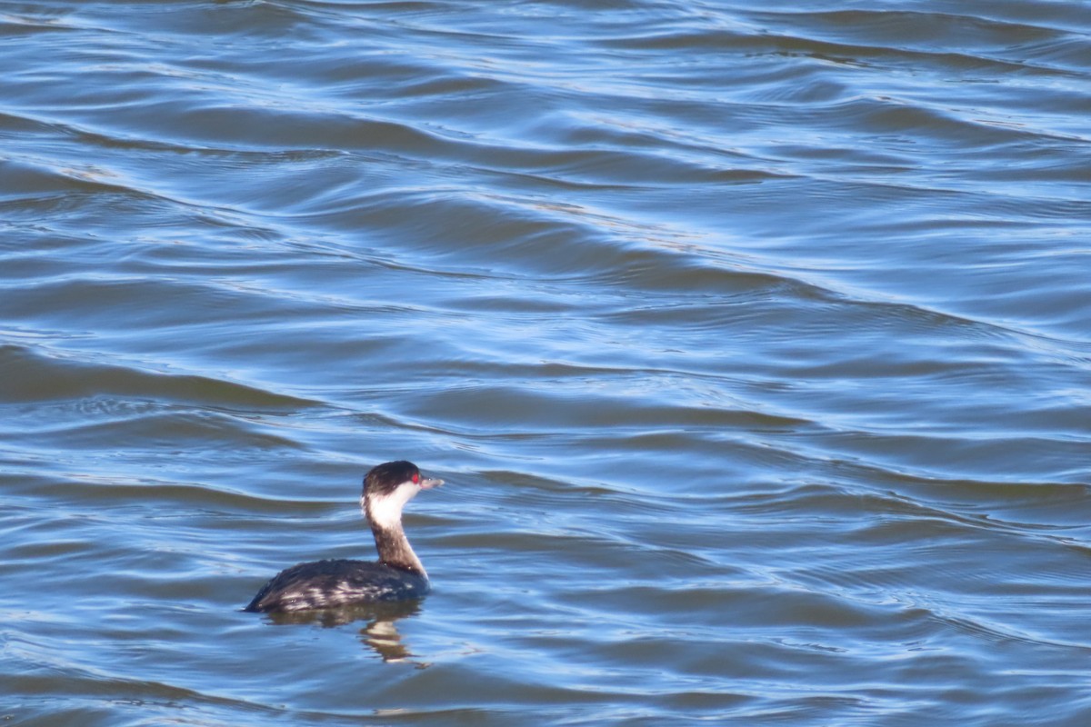 Horned Grebe - ML614420029