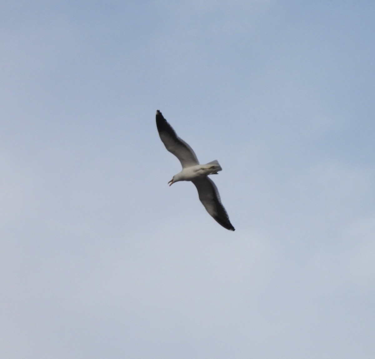 Kelp Gull - ML614420032