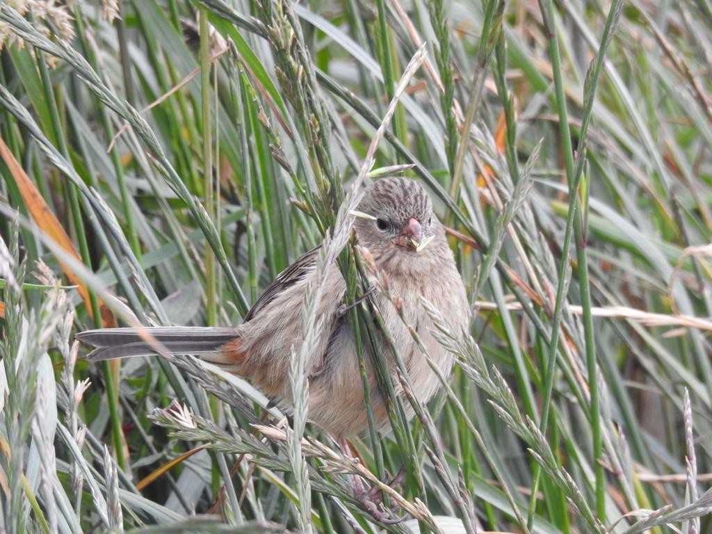 Plain-colored Seedeater - ML614420043