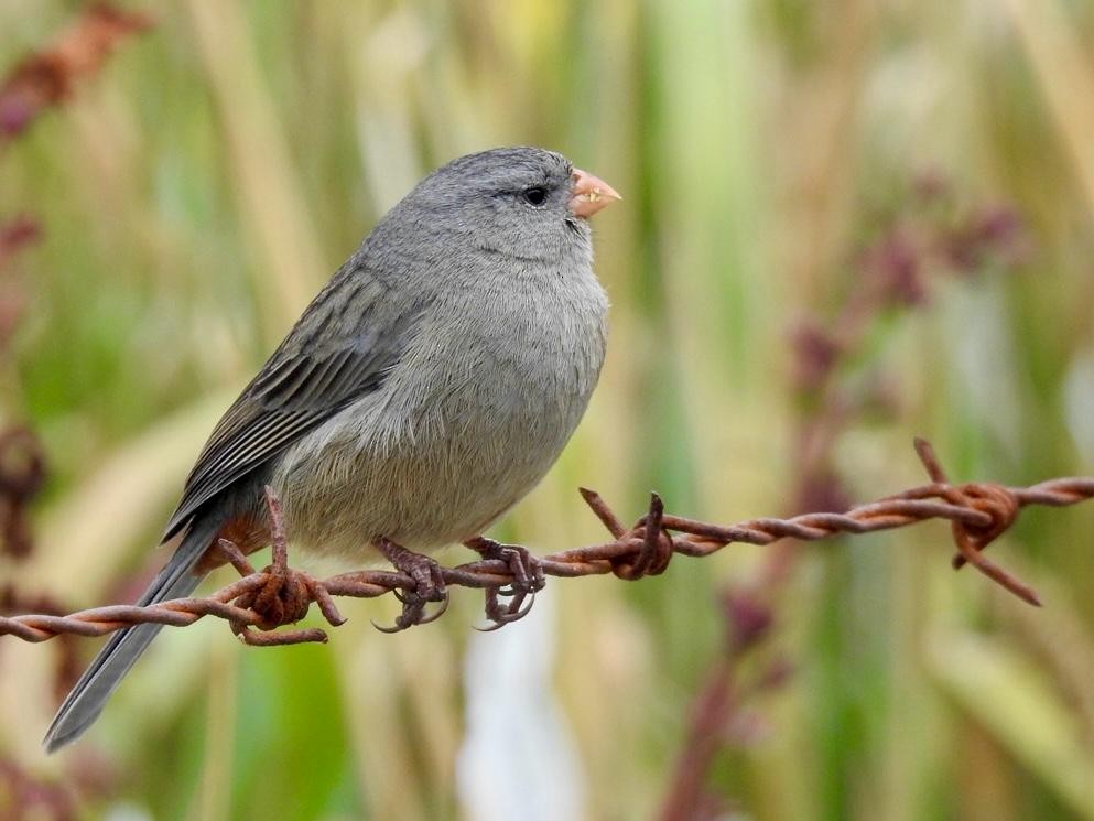 Plain-colored Seedeater - ML614420047