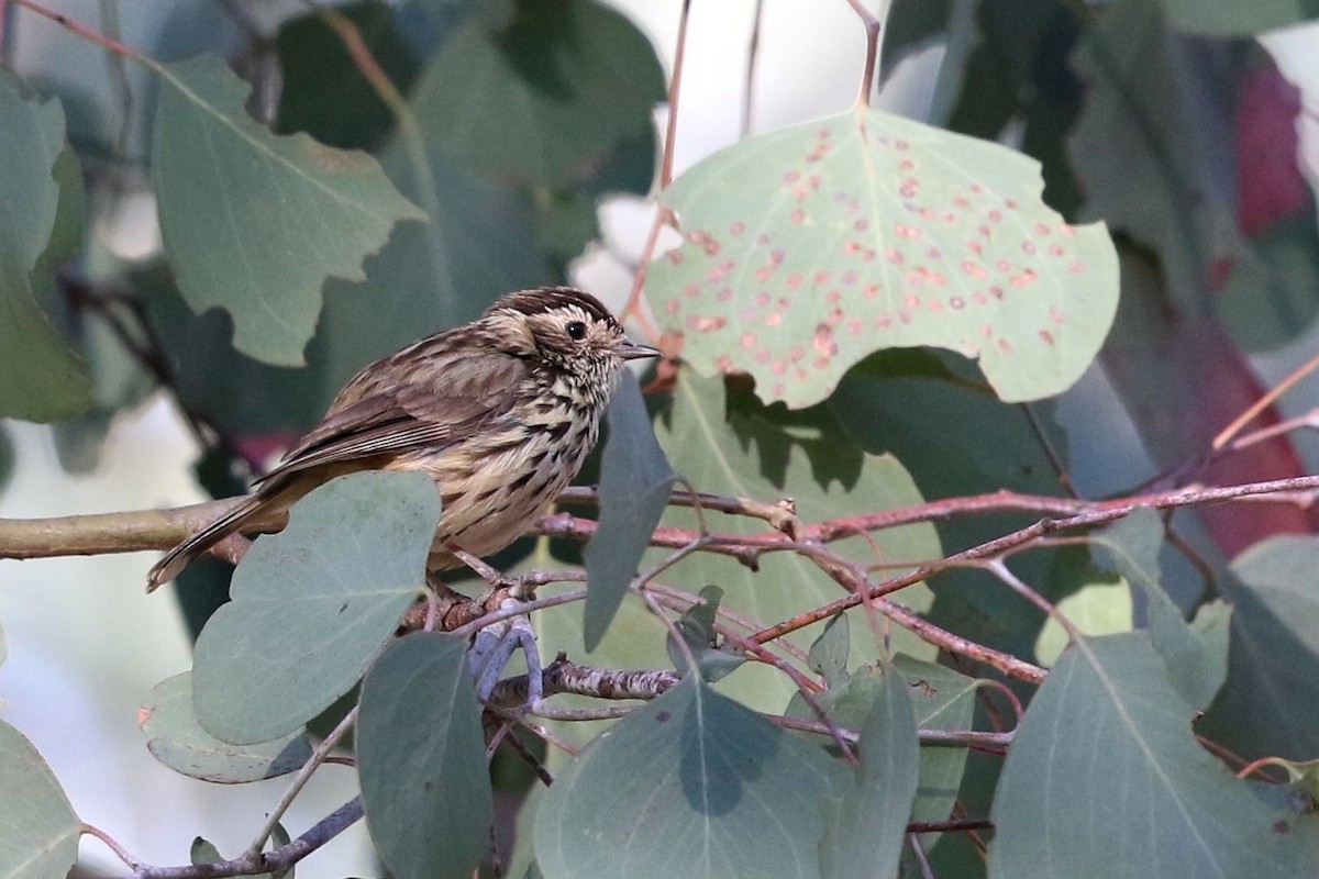 Speckled Warbler - Nathan Hood