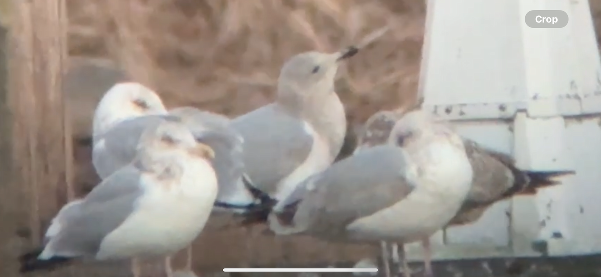 Glaucous-winged Gull - Chris Tessaglia-Hymes