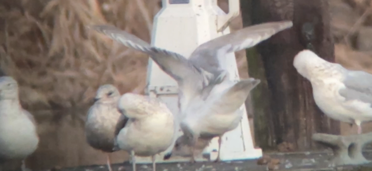 Glaucous-winged Gull - Chris Tessaglia-Hymes