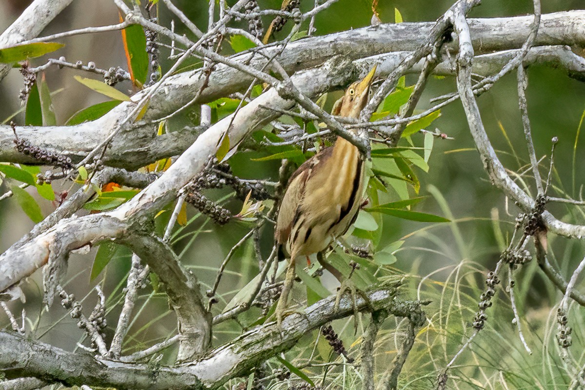 Black-backed Bittern - ML614420113