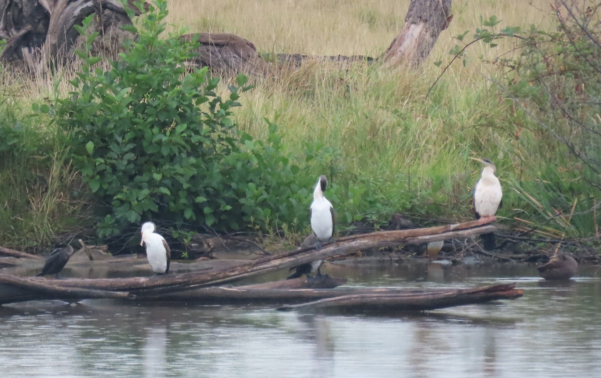 Pied Cormorant - ML614420129