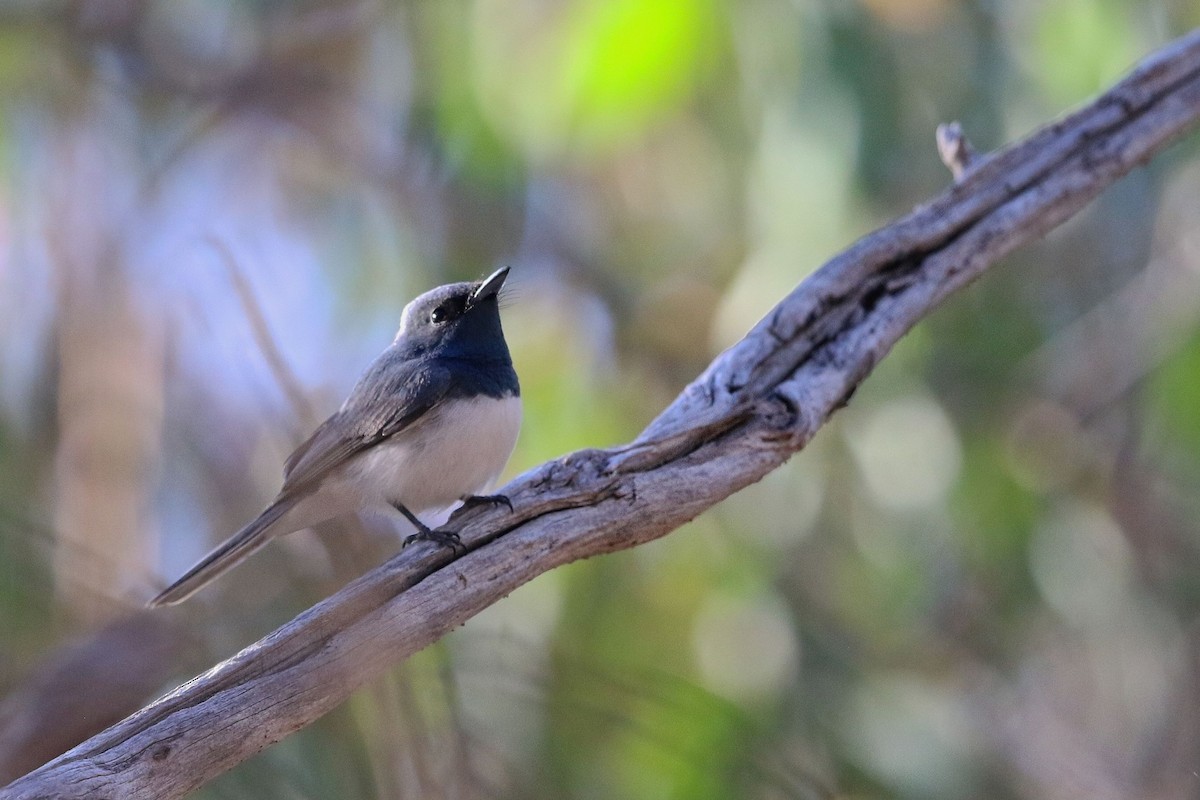 Leaden Flycatcher - ML614420131