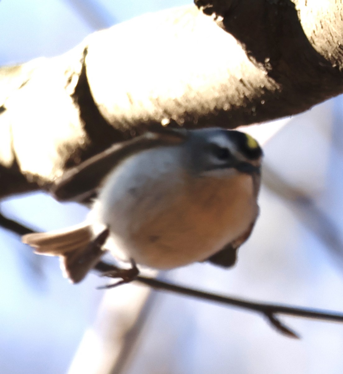 Golden-crowned Kinglet - ML614420146