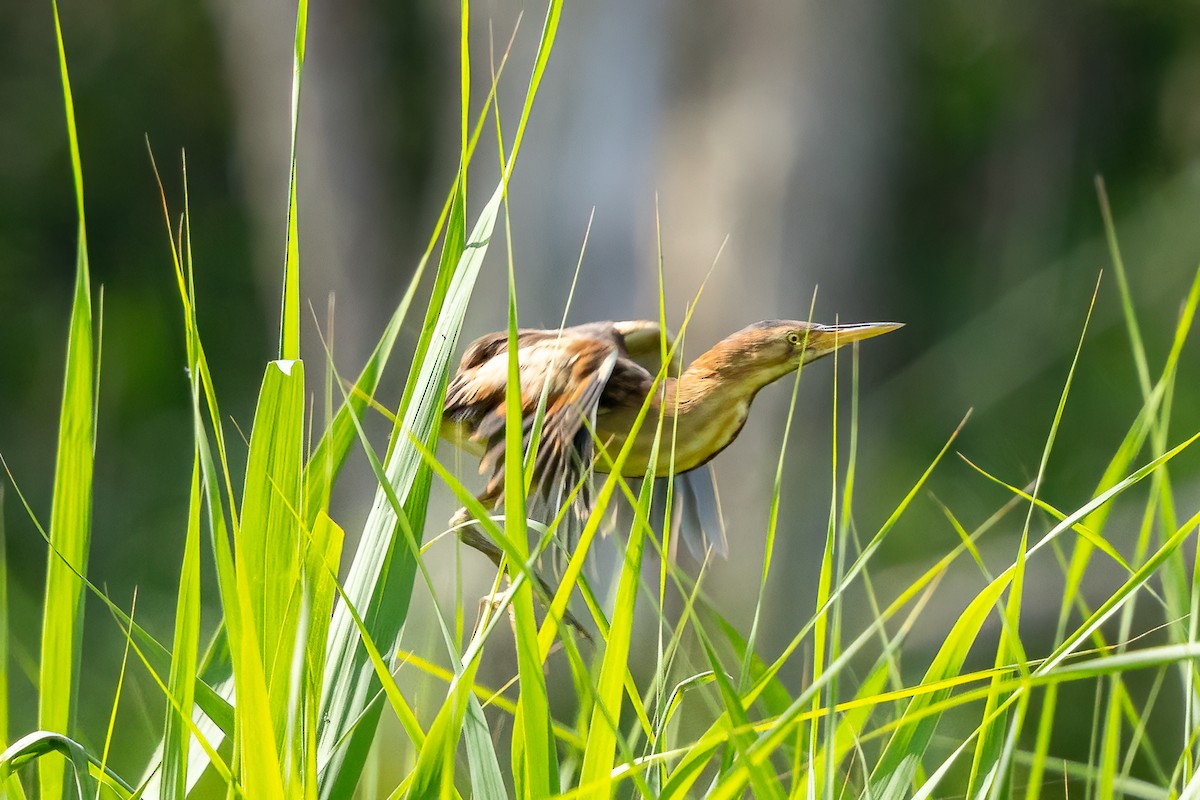 Black-backed Bittern - ML614420155