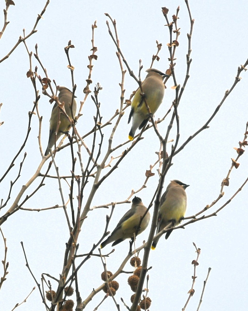 Cedar Waxwing - Matthew Schaut