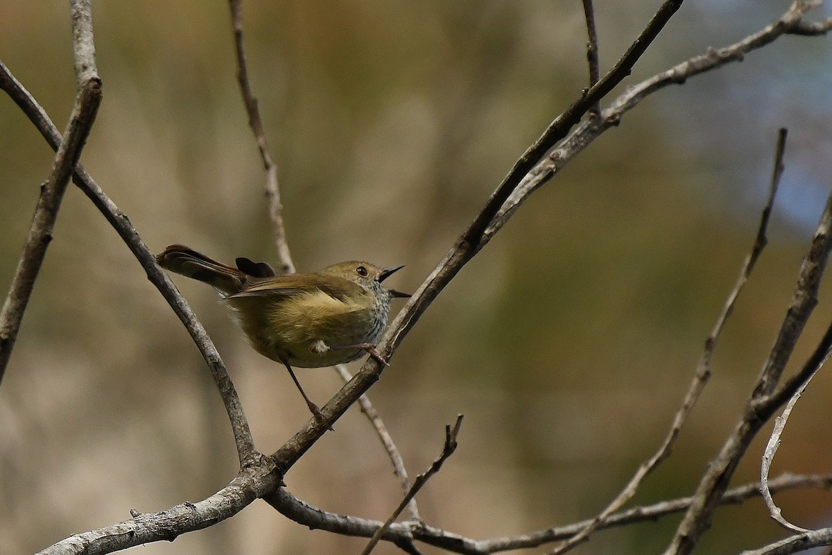 Brown Thornbill - Terence Alexander