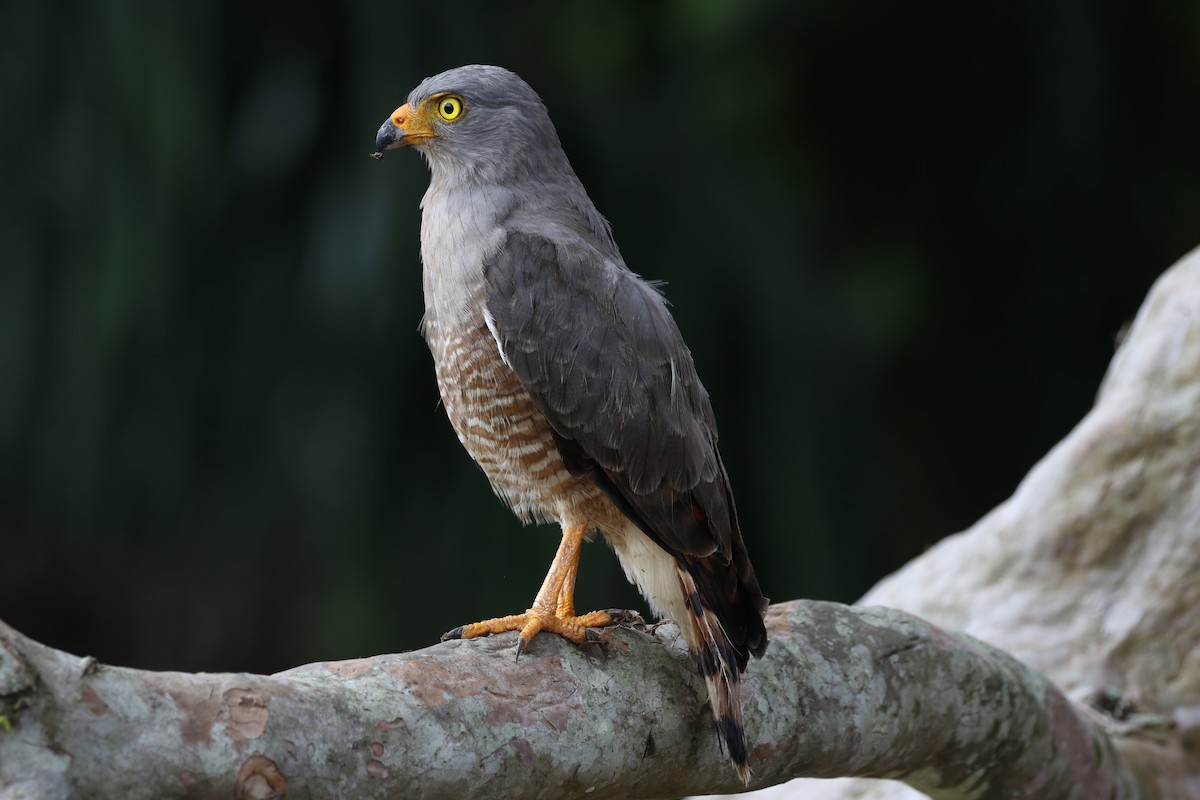 Roadside Hawk - ML614420294