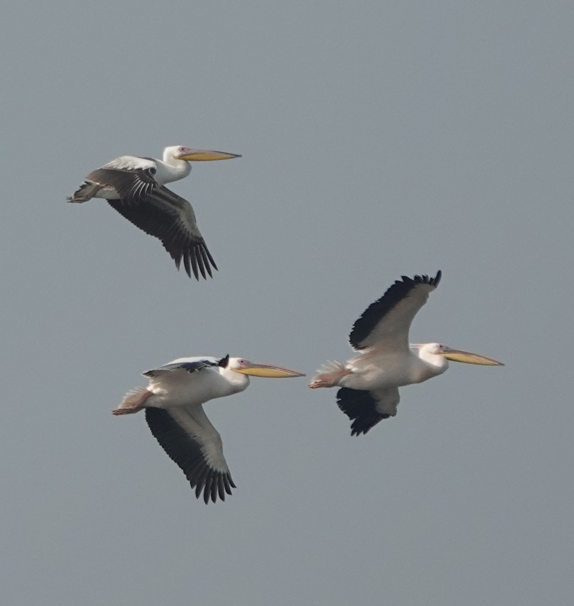 Great White Pelican - ML614420309