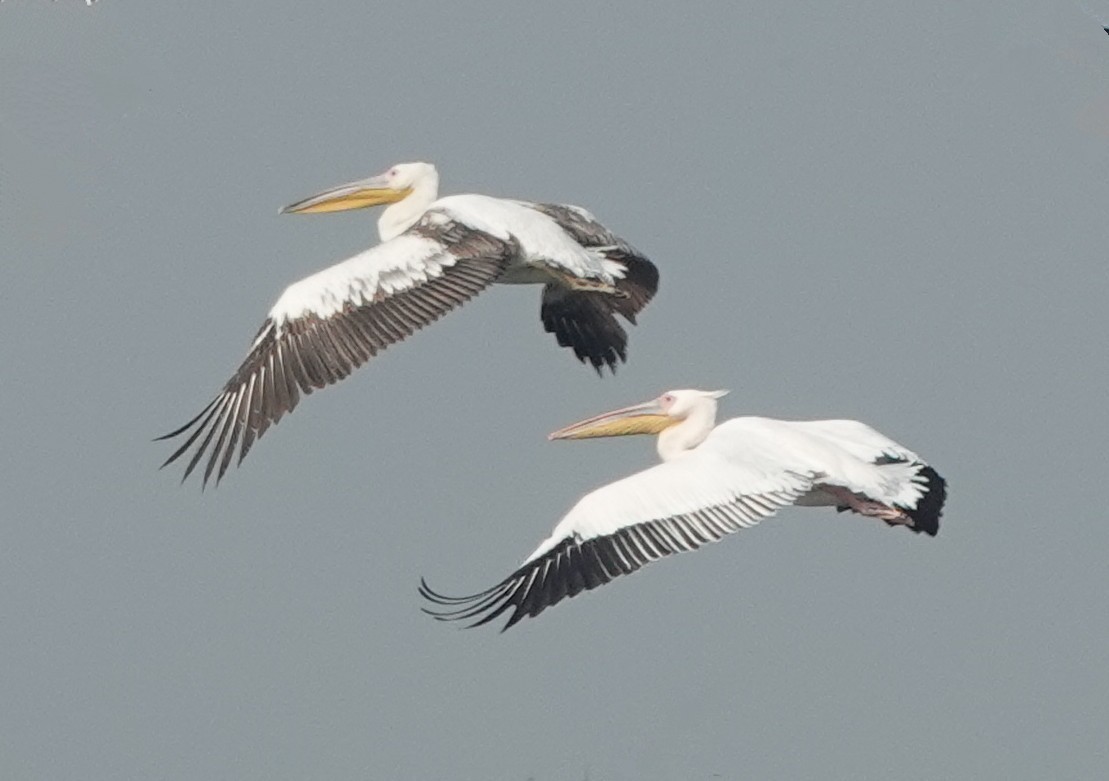 Great White Pelican - ML614420312