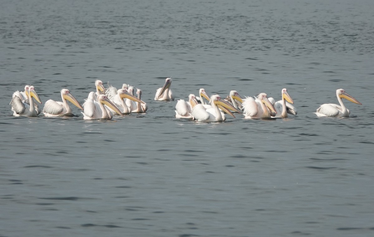 pelikán bílý - ML614420313