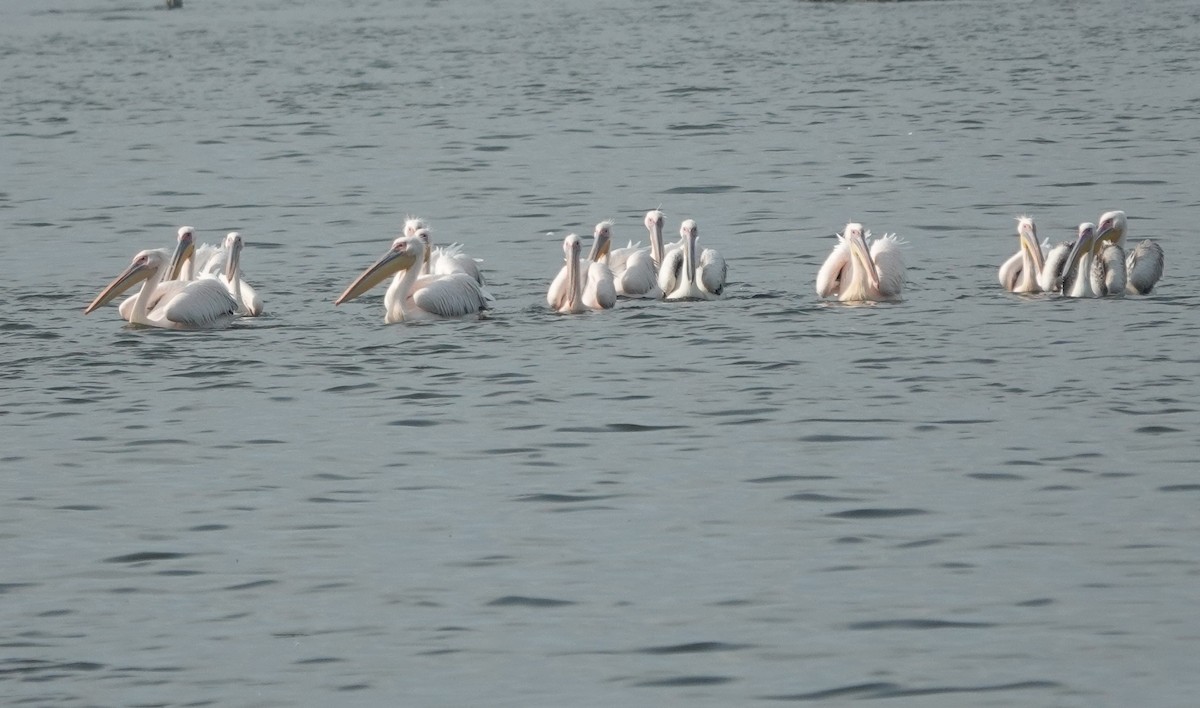 pelikán bílý - ML614420314