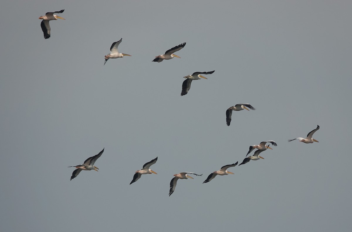 Great White Pelican - ML614420315