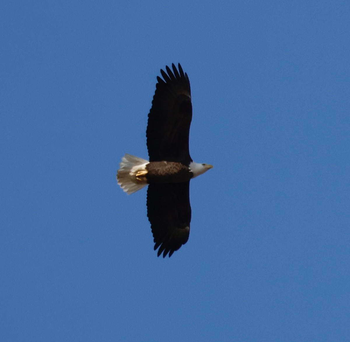 Weißkopf-Seeadler - ML614420318