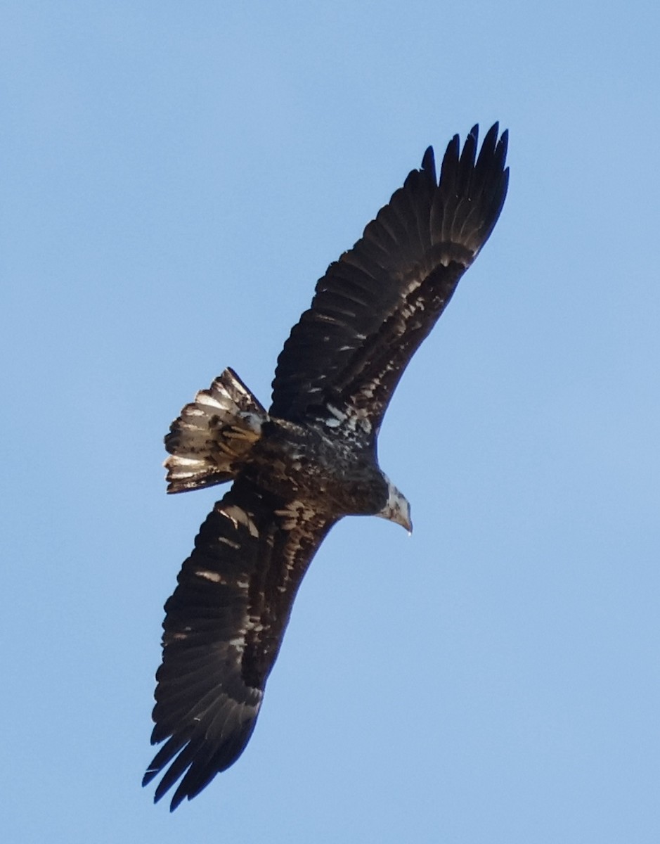 Bald Eagle - M A