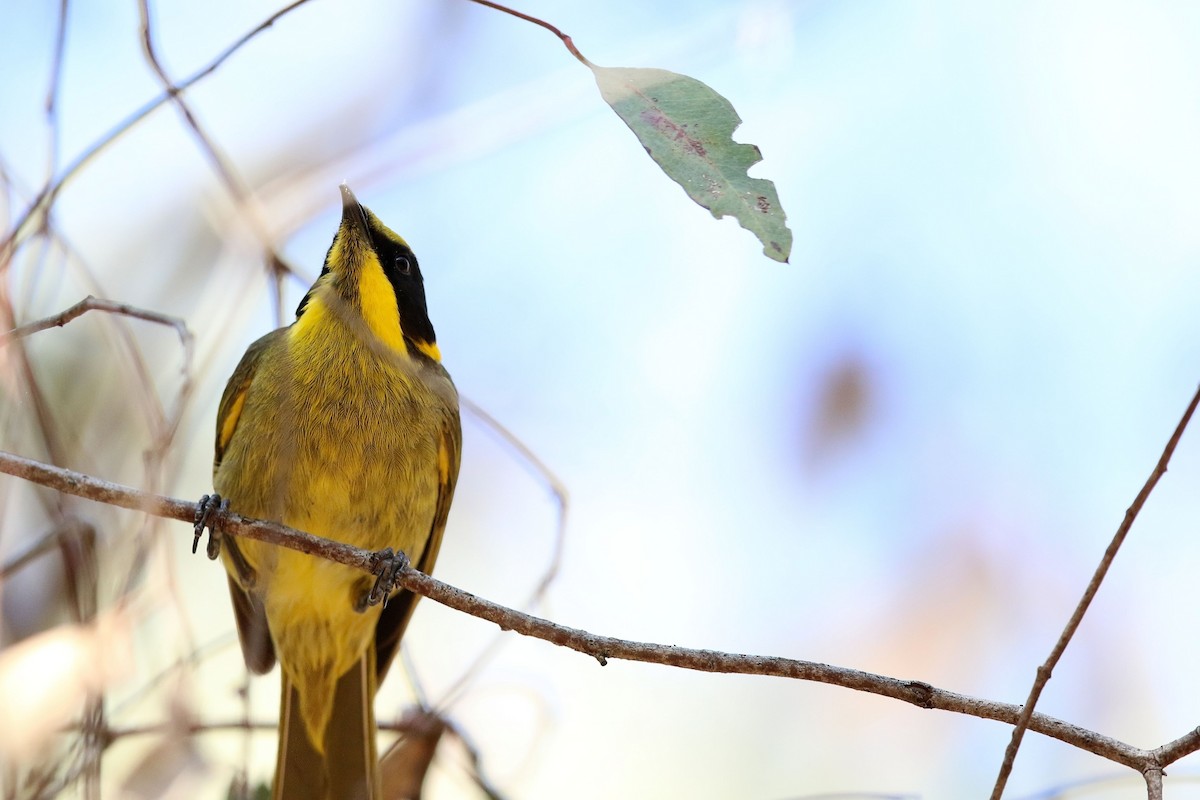 Yellow-tufted Honeyeater - ML614420336