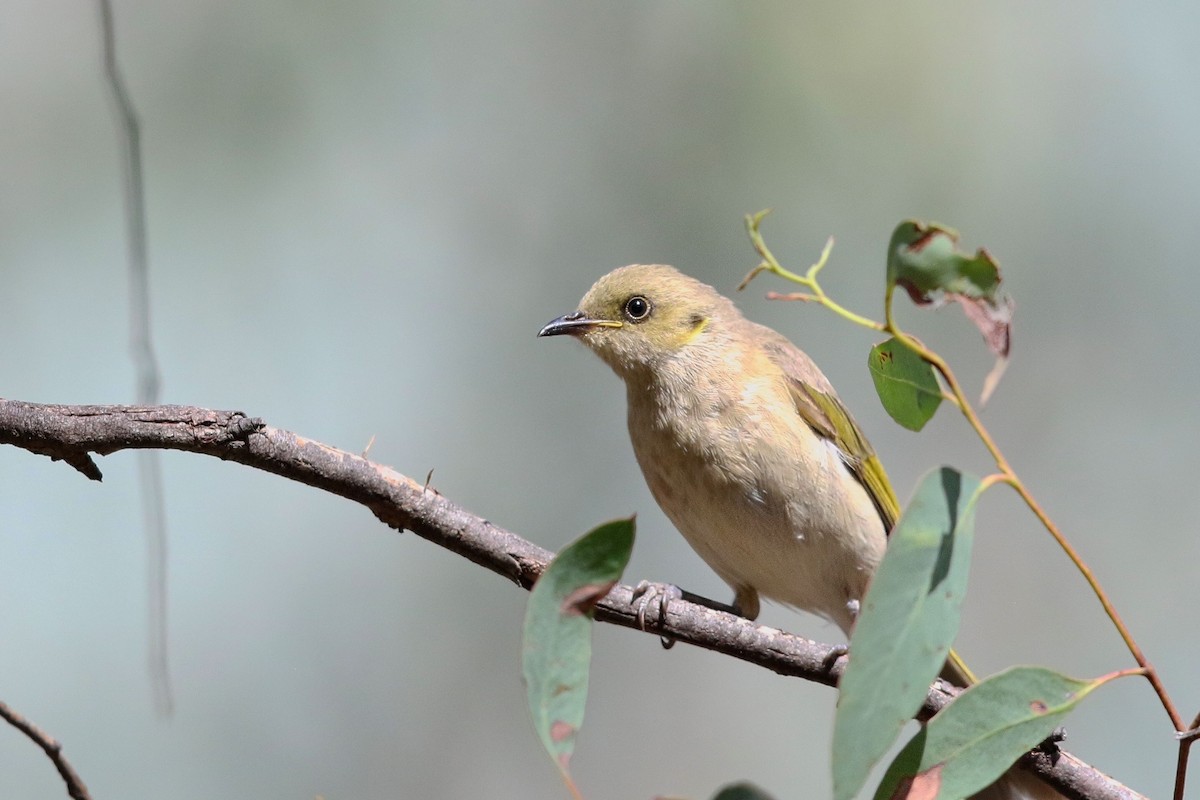 Fuscous Honeyeater - Nathan Hood