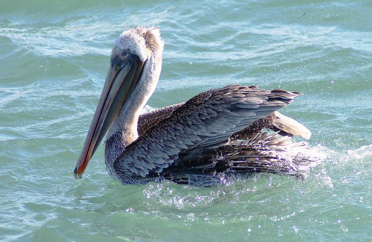 Brown Pelican - ML614420374