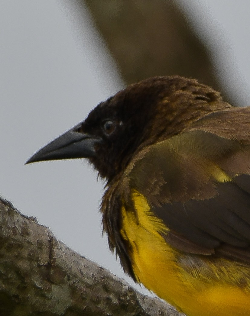 Yellow-rumped Marshbird - ML614420399