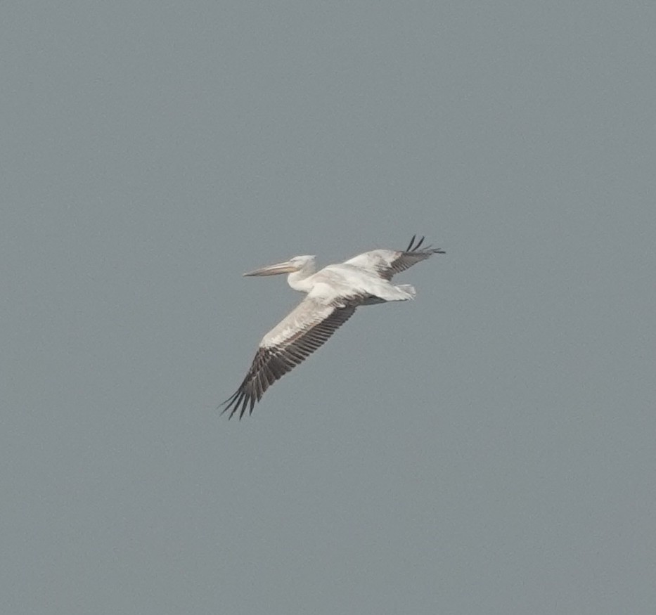 Dalmatian Pelican - ML614420410