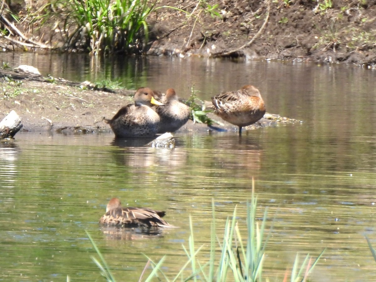 Yellow-billed Pintail - ML614420429