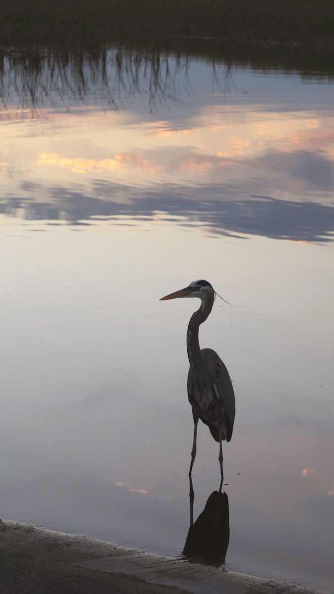 Great Blue Heron - ML614420434