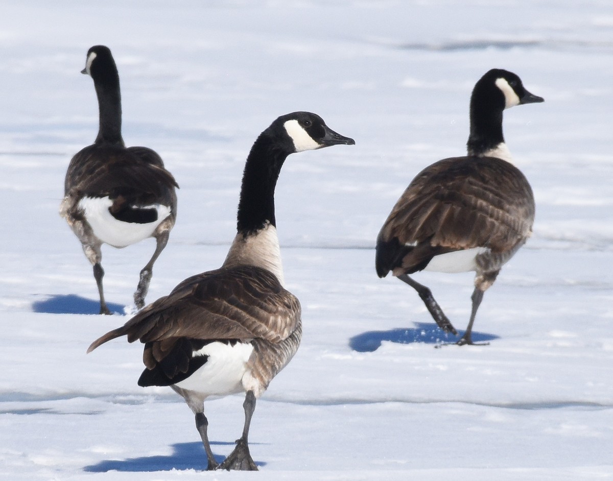 Canada Goose - ML614420498