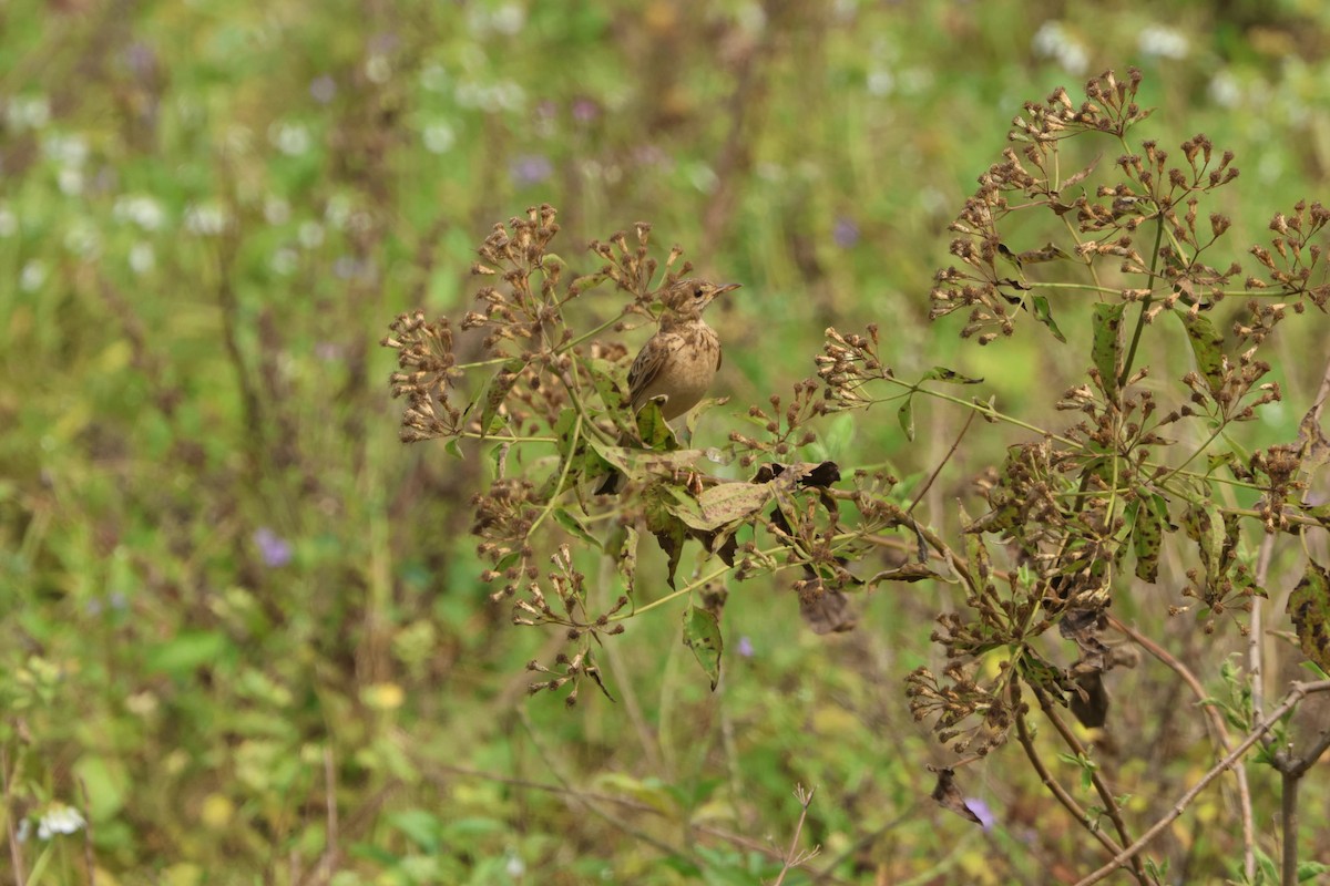 Jerdon's Bushlark - Prakash G