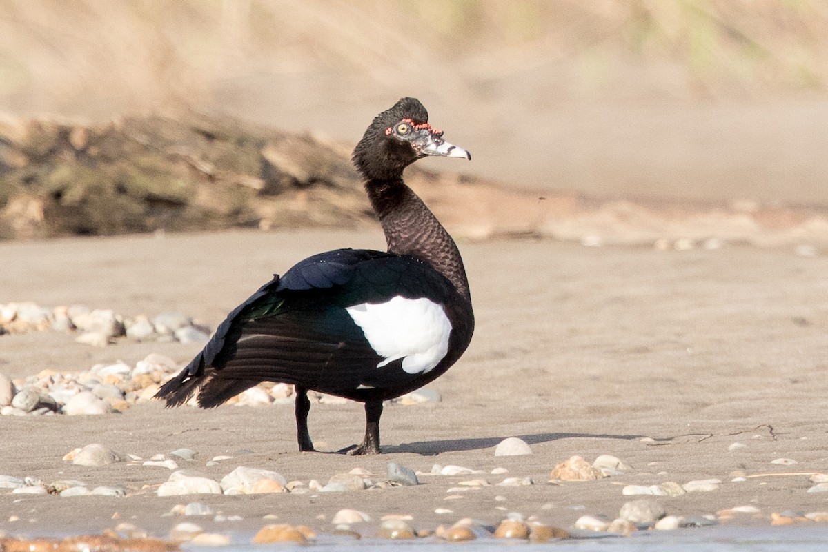 Muscovy Duck - ML614420796