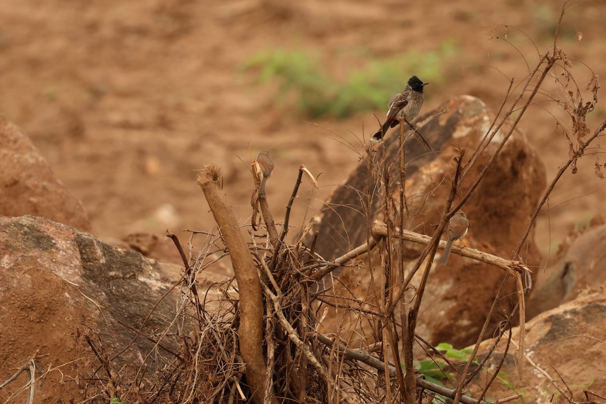 Red-vented Bulbul - Prakash G