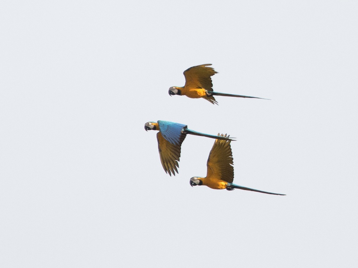 Blue-and-yellow Macaw - Garrett Lau