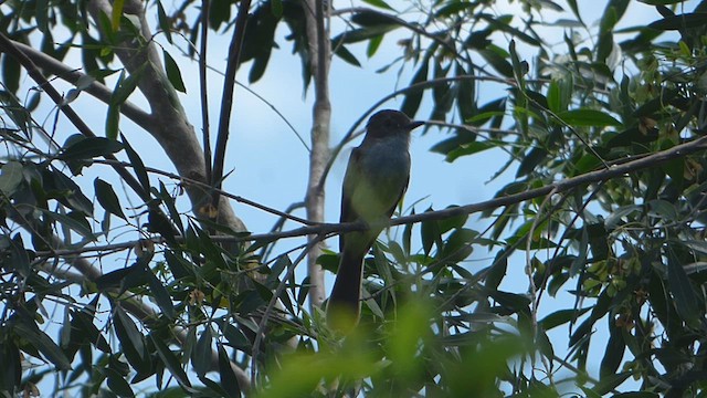 Short-crested Flycatcher - ML614420958