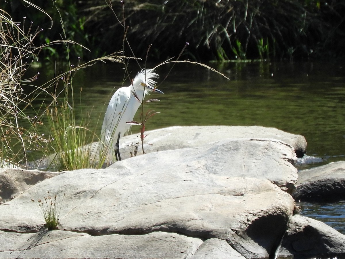 Snowy Egret - ML614420969