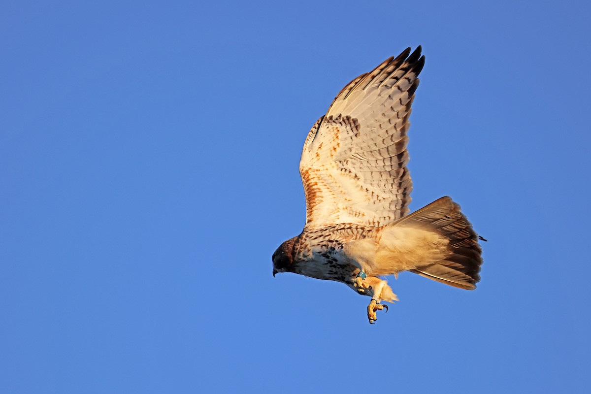 Red-tailed Hawk - ML614420977