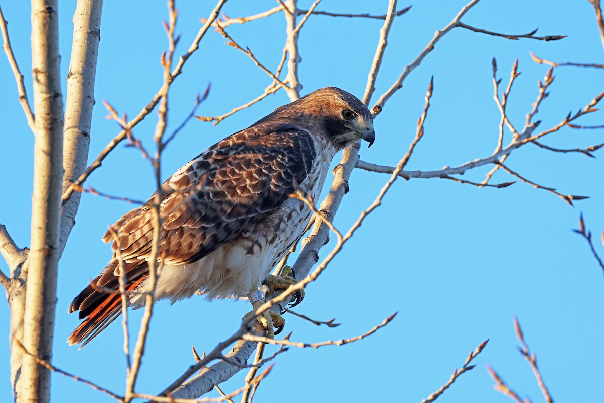 Red-tailed Hawk - Ming P.