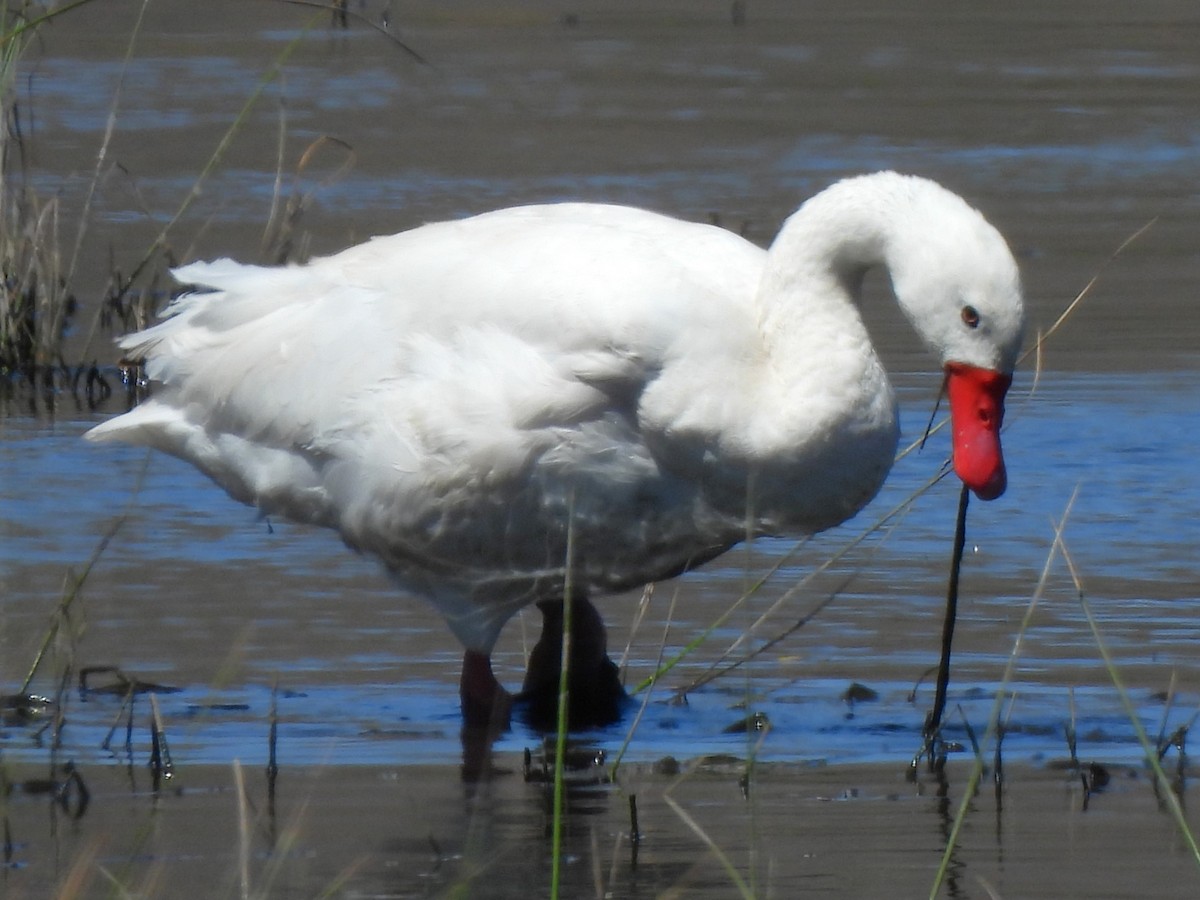 Coscoroba Swan - ML614421042