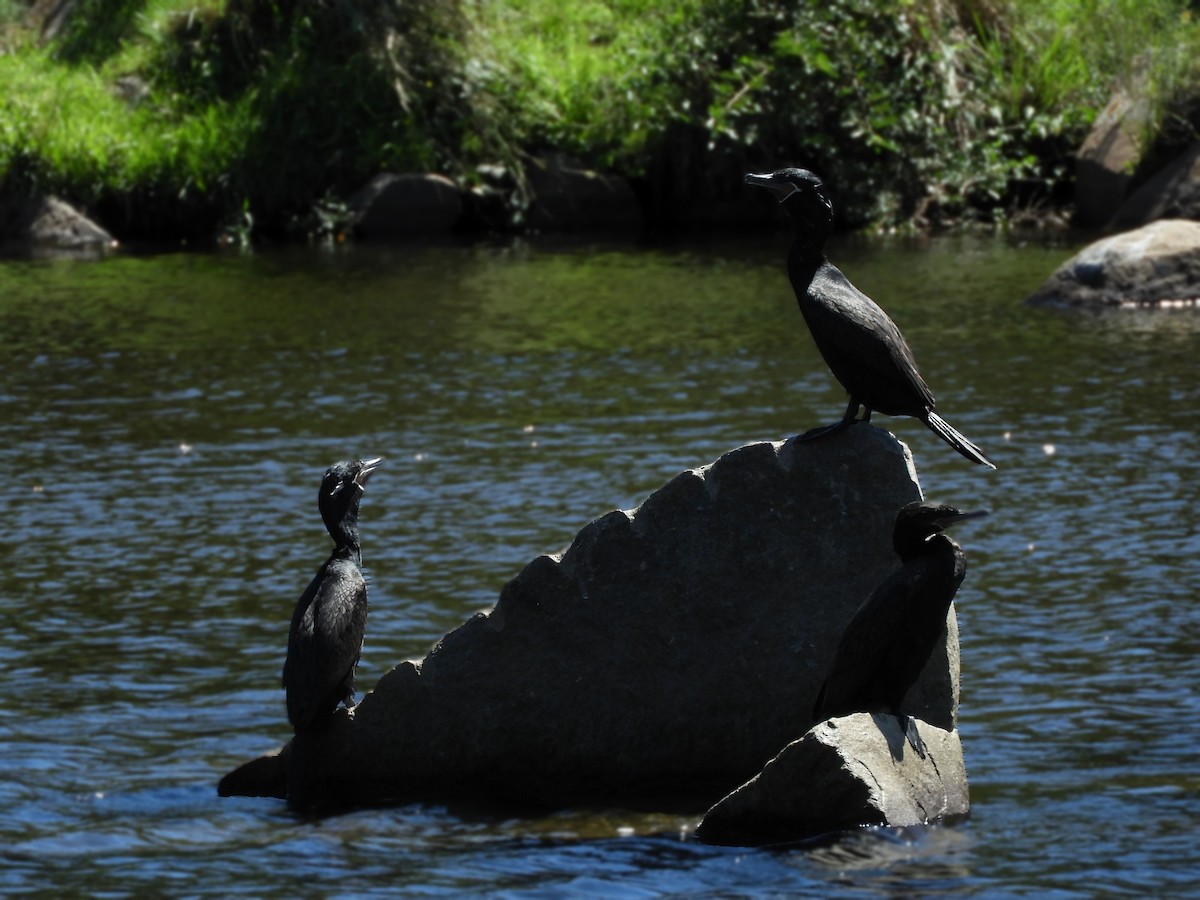 Neotropic Cormorant - inés otero